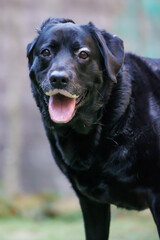 外を歩く黒ラブラドールレトリバーの犬