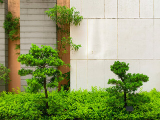 Buddist pines planted growing in a line, photo inside a luxury condo block of Shenzhen, China