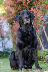 何かを見つめる黒ラブラドールレトリバーの犬
