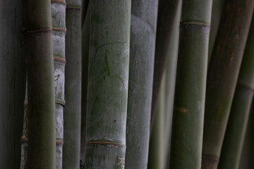 Close up Bamboo grove in the panda base, China