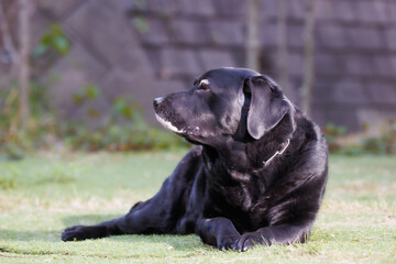 外でくつろぐ、黒ラブラドールレトリバーの犬