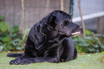 外でくつろぐ、黒ラブラドールレトリバーの犬
