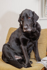 室内の椅子の上でくつろぐ、黒ラブラドールレトリバーの犬