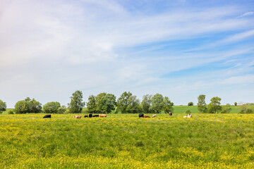Cows on flowering summer meadow