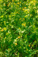 beautiful yellow celandine flower on a green field
