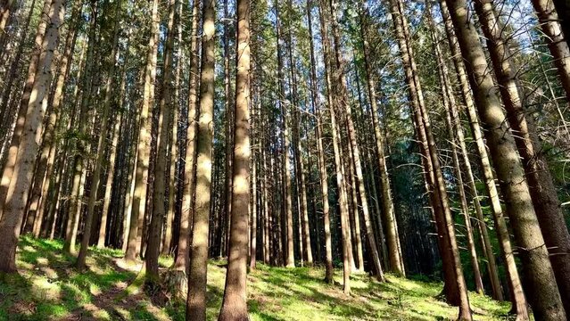 Sunlight streams through towering trees in the ancient Codrii Seculari forest of Slatioara