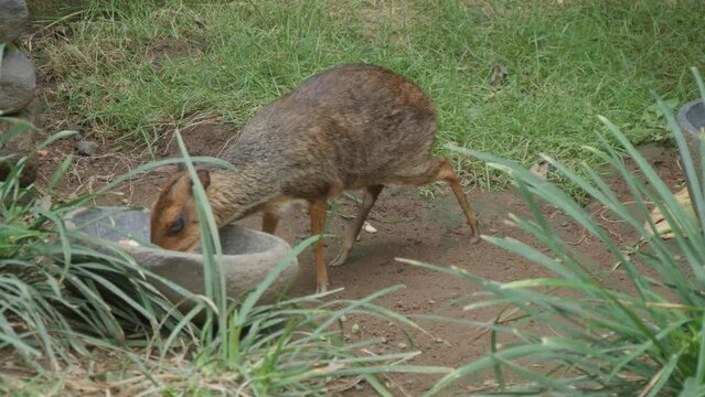 Lesser mouse-deer eating food from a bowl in the zoo.