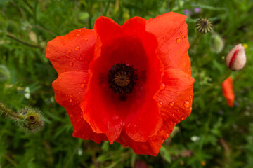 Poppy Papaver