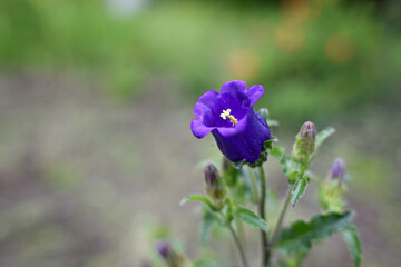 フウリンソウの綺麗な紫色の花