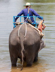 An elephant enters the river water