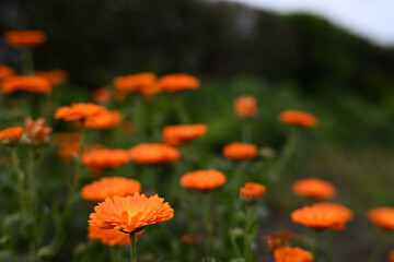 オレンジ色のマリーゴールド