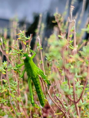 Mad green grasshopper on pink plant branches against white background
