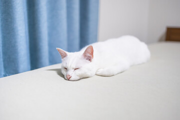顎を地面につけて眠る白猫