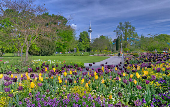 Tulpenfeld und Fernsehturm auf der BUGA, Bundesgartenschau 2023 im Luisenpark der Universitaetsstadt Mannheim in der Kurpfalz in Baden-Wuerttemberg, Deutschland, Europa