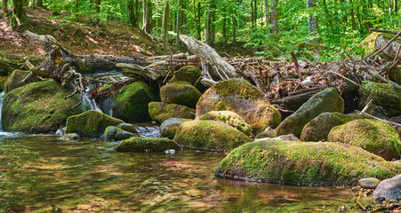Fast mountain stream in a summer forest