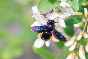 Xylocopa valga, solitary bee with black and blue coloured body on white acacia flowers