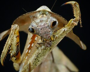 Closeup praying mantis lobata