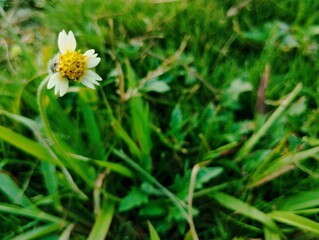 Tridax daisy growing wild in the garden 