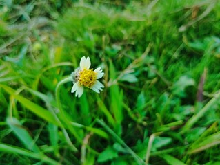 Tridax daisy growing wild in the garden 