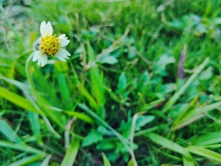 Tridax daisy growing wild in the garden 