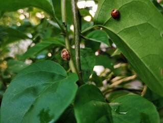 Ladybug sitting on a tree 