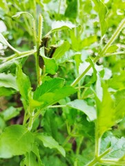 Two grasshoppers sitting on a tree 