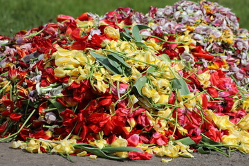 Cut out colorful tulips after flowering, cleaning in the garden.