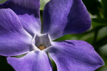 Close-up of the purple Vinca minor flower or periwinkle lit by the sun