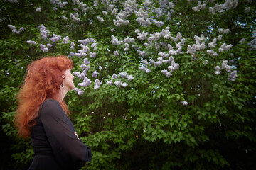 Elegant senior mature Woman in Black Dress by Blooming Lilac Bush at Dusk. A woman with red hair...