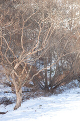 Snow Covered Forest Path