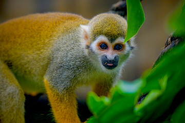 portrait of a squirrel monkey on the tree