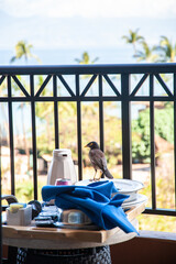 Myna bird surveys a breakfast setup with ocean view