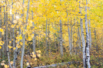 Aspen trees aglow with vibrant yellow autumn leaves