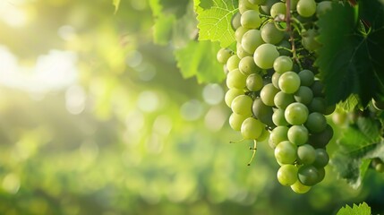 Cluster of green grapes hanging on the vine in sunlight.