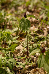 Red-Wine Prairie Trillium Spring Wildflower Blooming Plant