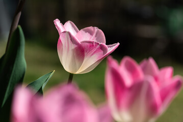 Pink and white tulips in soft focus, springtime elegance