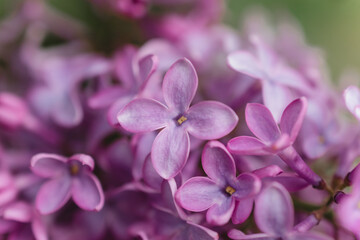 Close-up of vibrant purple lilac petals, exuding spring freshnes