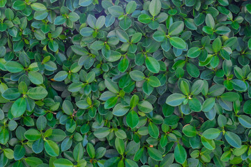 A wall of verdant green plants grow  on a tropical island.
