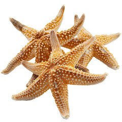 starfishes isolated on transparent background, high resolution photography,