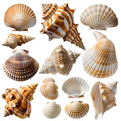 shells isolated on transparent background, high resolution photography