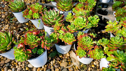 Colorful Succulents in White Pots on Pebble Ground