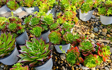 Vibrant Array of Potted Succulent Plants