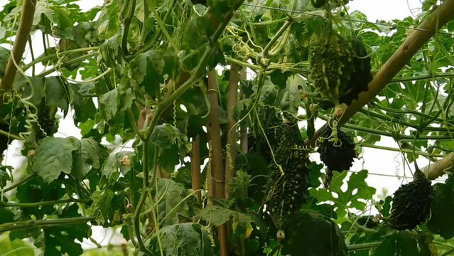 Bitter melon or Momordica charantina L., also known as pare hanging on the tree