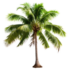 Obraz premium beautiful palm tree
