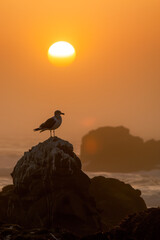 A serene scene unfolds as a solitary seagull gracefully perches on weathered rocks amidst the tranquil embrace of a misty sunrise. Against a backdrop of vibrant orange hues and wispy clouds