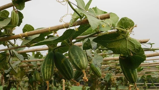 Achocha potol seed plants. The POINTED GOURD (Trichosanthes dioica Roxb.) is usually propagated through vine cuttings and root suckers.