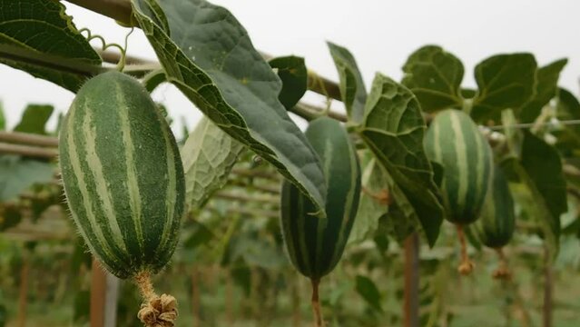 Achocha potol seed plants. The POINTED GOURD (Trichosanthes dioica Roxb.) is usually propagated through vine cuttings and root suckers.
