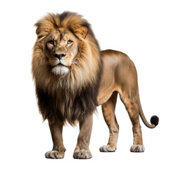 This lion is the king of the jungle. It is a powerful and majestic creature.