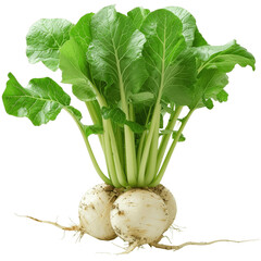 A photo of a white radish with green leaves on a green background.