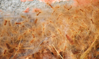 Soft fluff envelops the seeds of Devil flower, Alstonia scholaris.